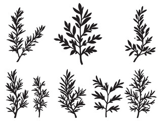 Rosemary leaf line art sketch for herbal and wellness themes