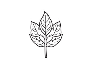 Sandalwood leaf line art elegant natural sketch plant design drawing