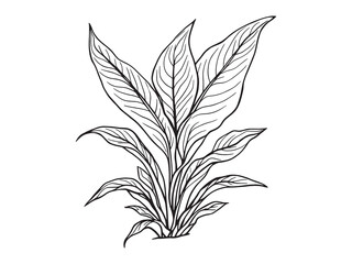 Snake plant leaf line art minimalist botanical design