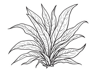 Snake plant leaf line art botanical illustration with simple elegance