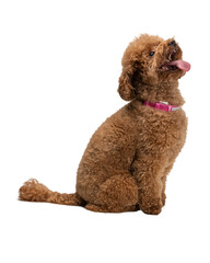 Cute brown poodle dog isolated on transparent background in various playful poses