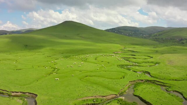 Drone view of Perşembe Plateau. Lush, seemingly endless plains, winding streams, grazing herds of animals, moving clouds.