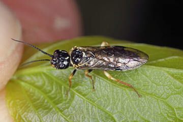 Apple web-spinning sawfly also known as false hemlock looper, Neurotoma nemoralis, A pest of fruit trees. An insect on an apricot leaf in the garden.