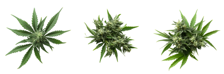 Set of A high-quality close-up of a cannabis bud with visible trichomes on transparent png background. Ai generated