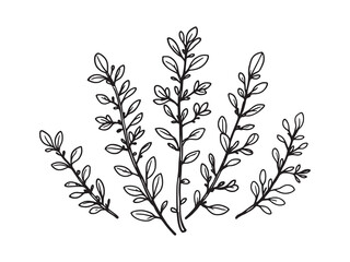 Thyme leaf line art botanical design with delicate details.