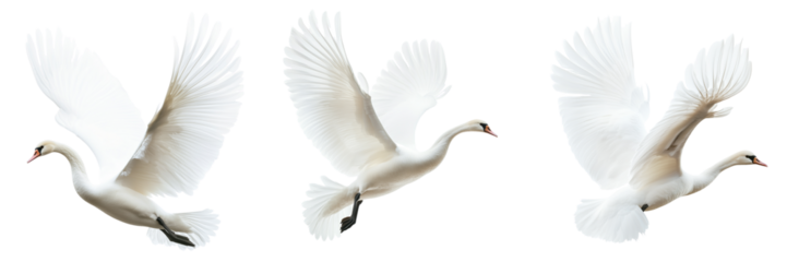 Set of A majestic white swan leaping gracefully over a serene lake on transparent png background. Ai generated