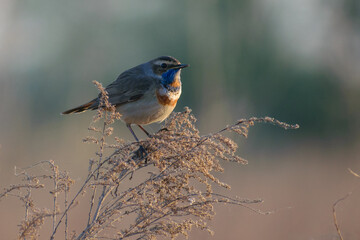 Bluethroat in the field