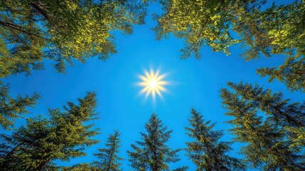 Obraz premium Sunny forest canopy