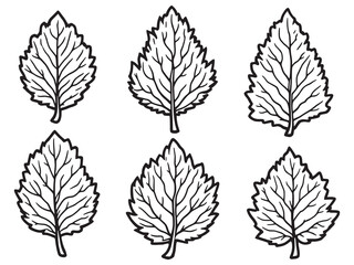 Walnut leaf line art botanical illustration nature design artwork
