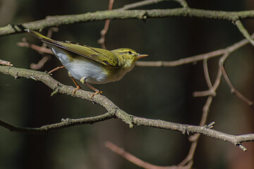 Wood Warbler on a branch