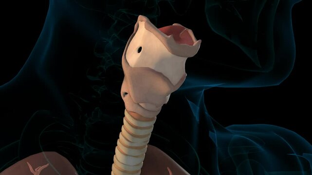 human lungs respiratory system anatomy for medical 3D rendering