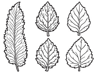 Obraz premium Walnut leaf line art detailed sketch for natural theme print