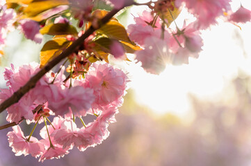 Close-up of sakura flowers glowing in sunset backlight.