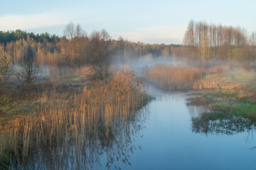 autumn in the forest