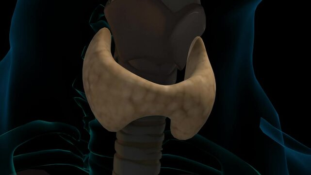 Endocrine thyroid gland anatomy for medical concept 3D rendering