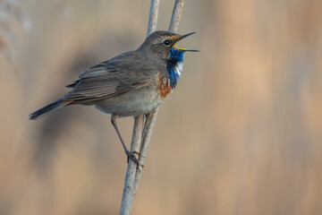 Bluethroat on branch