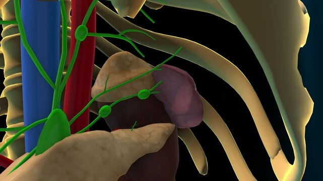 spleen and lymphatic system lymph nodes anatomy for medical concept 3D rendering