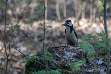 great spotted woodpecker in the park
