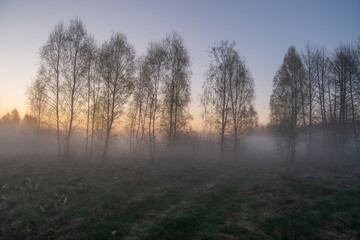 morning mist in the field