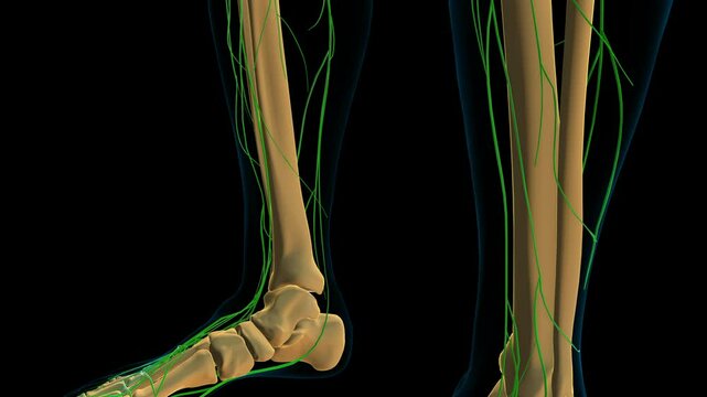 human lymph nodes anatomy for medical concept 3D rendering