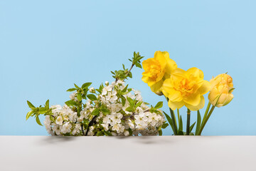 Fresh branch of white cherry blossoms with yellow daffodils and tulips on a gray table. Spring composition of branches of flowering trees