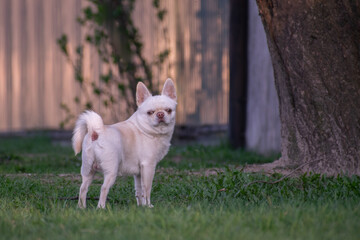 white dog on the grass