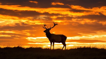 A striking silhouette of a majestic red deer stag set against a sunset.