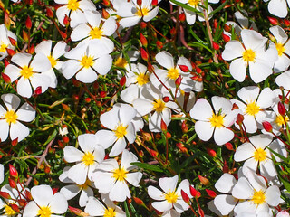 Wildflowers (Cistus libanotis)