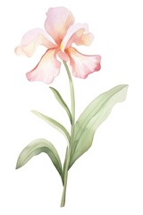 Naklejka premium Cute watercolor illustration of a Orchid flower minimal orchid petal plant.