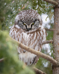 Boreal Owl Roosting