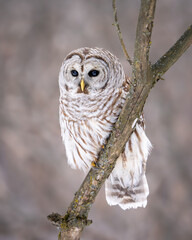 Barred Owl hunting