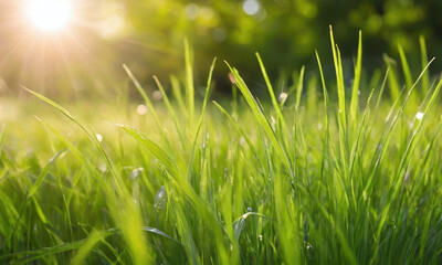 Obraz premium A sunny day scene with a lush green field and warm light, great for use as a backdrop or in lifestyle photography
