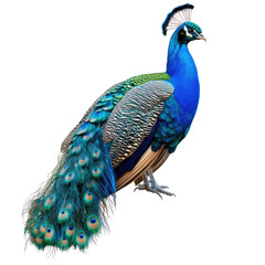 Obraz premium Majestic peacock displays vibrant plumage. A striking bird with iridescent blue and green feathers. Its elaborate tail fan is a spectacle of nature