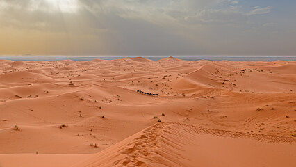 Caravan into infinity, camels crossing the Sahara Desert