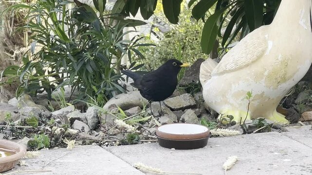 Turdus, merula