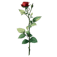A single rose stem with leaves in a clean vector style, isolated on a white background