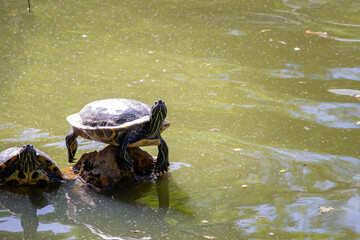 Obraz premium Turtles basking on rocks in a serene pond during a sunny afternoon in a natural habitat