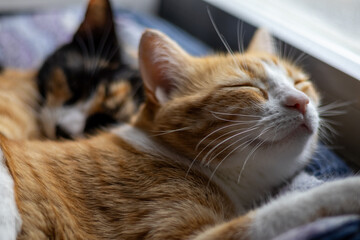 Two cats relaxing together by a window during a sunny afternoon at home