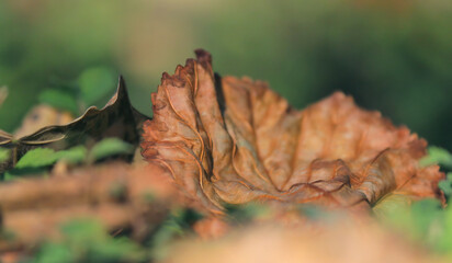 Withered autumn leaf on blurred natural grass background
