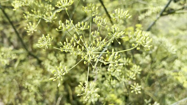 Fennel, Foeniculum vulgare