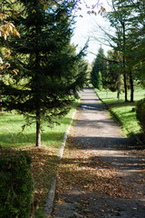 Lush pathway under autumn sun invites peaceful strolls through vibrant foliage and tranquil greenery in a serene park setting