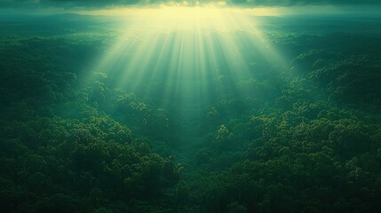 Obraz premium Verdant forest canopy bathed in sunlight