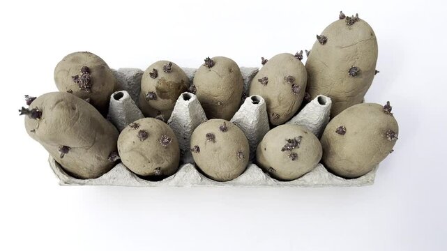  Potato sprouts