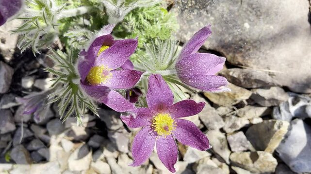 Pulsatilla, vulgaris