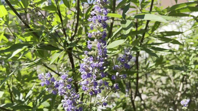 Moenchspfeffer, Vitex agnus, castus
