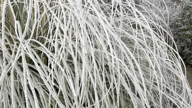 Hoarfrost