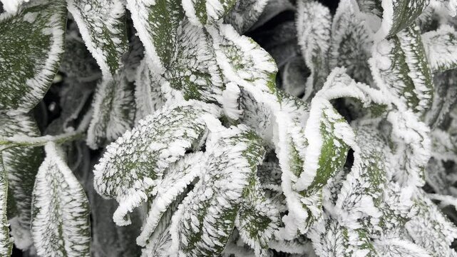 Hoarfrost