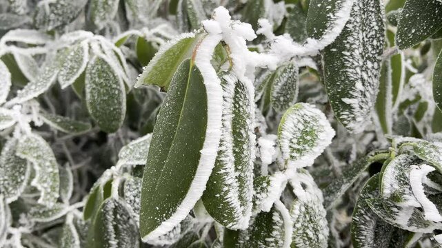 Hoarfrost
