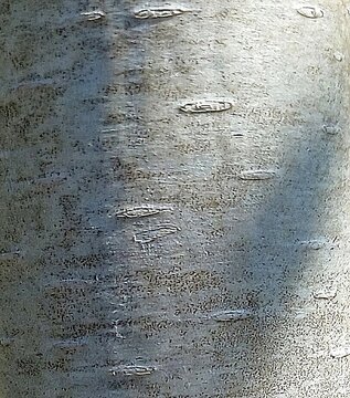 Natural texture of  ash bark