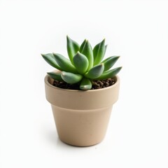 Obraz premium Single succulent plant in small ceramic pot isolated on white background, showcasing geometric leaf patterns and vibrant green color